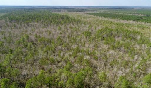 Photo of 92 Acres of Hunting Land For Sale in Martin County NC!