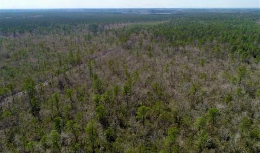 Photo of 92 Acres of Hunting Land For Sale in Martin County NC!