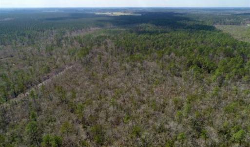 Photo of 92 Acres of Hunting Land For Sale in Martin County NC!