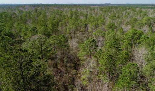 Photo of 92 Acres of Hunting Land For Sale in Martin County NC!