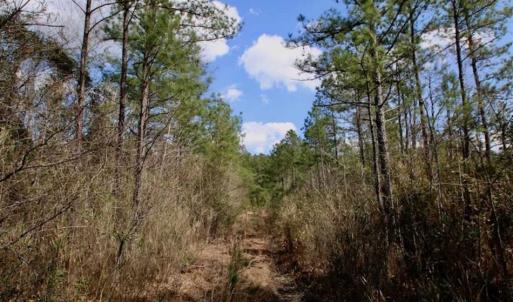 Photo of 92 Acres of Hunting Land For Sale in Martin County NC!