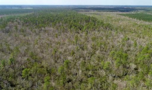 Photo of 92 Acres of Hunting Land For Sale in Martin County NC!