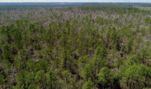 Photo of 92 Acres of Hunting Land For Sale in Martin County NC!