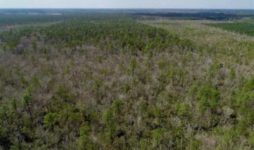 Photo of 92 Acres of Hunting Land For Sale in Martin County NC!