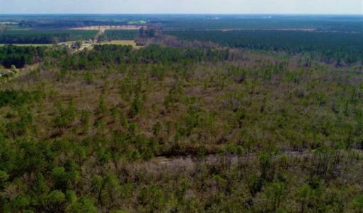Photo of 92 Acres of Hunting Land For Sale in Martin County NC!