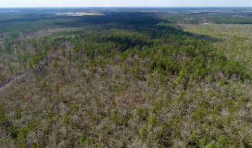 Photo of 92 Acres of Hunting Land For Sale in Martin County NC!