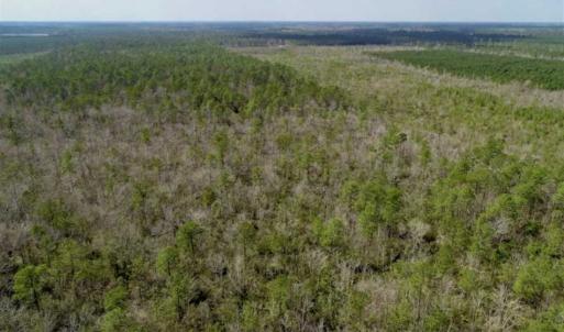 Photo of 92 Acres of Hunting Land For Sale in Martin County NC!