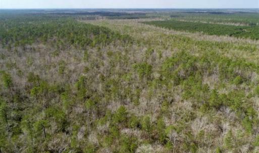 Photo of 92 Acres of Hunting Land For Sale in Martin County NC!