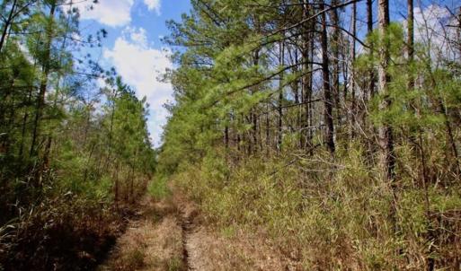 Photo of 92 Acres of Hunting Land For Sale in Martin County NC!