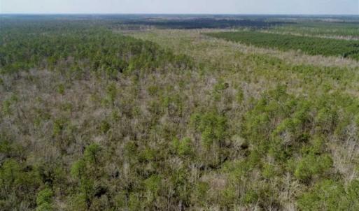 Photo of 92 Acres of Hunting Land For Sale in Martin County NC!