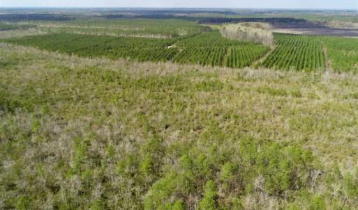 Photo of 92 Acres of Hunting Land For Sale in Martin County NC!