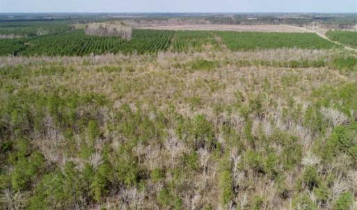 Photo of 92 Acres of Hunting Land For Sale in Martin County NC!