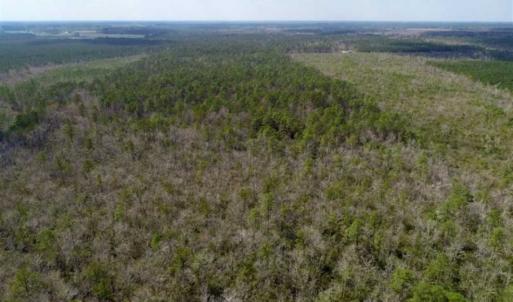 Photo of 92 Acres of Hunting Land For Sale in Martin County NC!