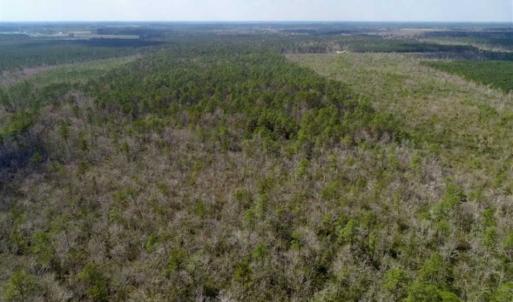 Photo of 92 Acres of Hunting Land For Sale in Martin County NC!