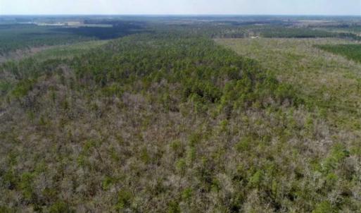 Photo of 92 Acres of Hunting Land For Sale in Martin County NC!