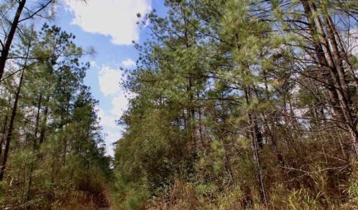 Photo of 92 Acres of Hunting Land For Sale in Martin County NC!
