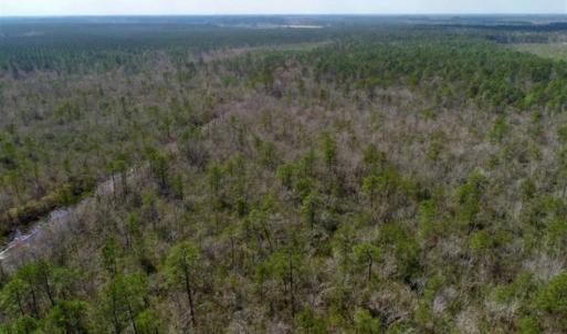 Photo of 92 Acres of Hunting Land For Sale in Martin County NC!