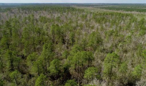Photo of 92 Acres of Hunting Land For Sale in Martin County NC!