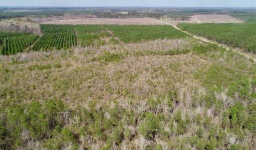 Photo of 92 Acres of Hunting Land For Sale in Martin County NC!