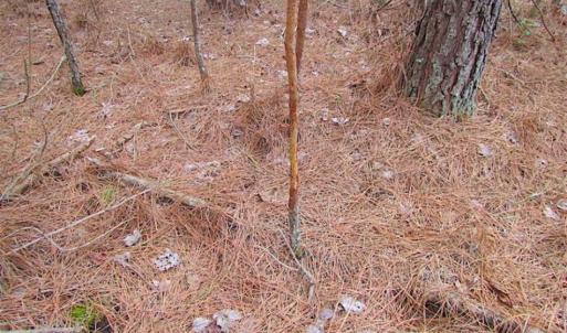 Photo of SOLD!!  20 Acres of Hunting and Timber Land For Sale in Sussex County VA!
