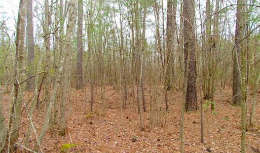 Photo of SOLD!!  20 Acres of Hunting and Timber Land For Sale in Sussex County VA!