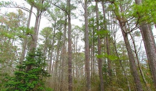 Photo of SOLD!!  20 Acres of Hunting and Timber Land For Sale in Sussex County VA!