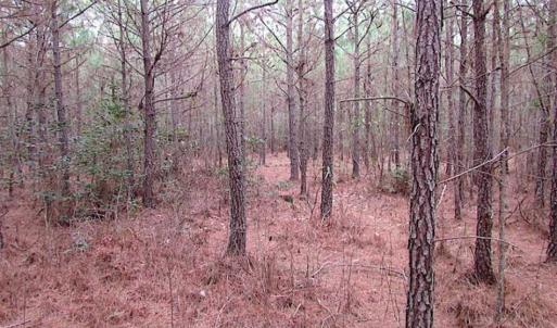 Photo of SOLD!!  20 Acres of Hunting and Timber Land For Sale in Sussex County VA!