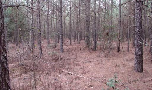 Photo of SOLD!!  20 Acres of Hunting and Timber Land For Sale in Sussex County VA!