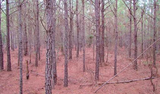 Photo of SOLD!!  20 Acres of Hunting and Timber Land For Sale in Sussex County VA!