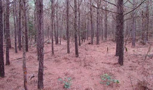 Photo of SOLD!!  20 Acres of Hunting and Timber Land For Sale in Sussex County VA!