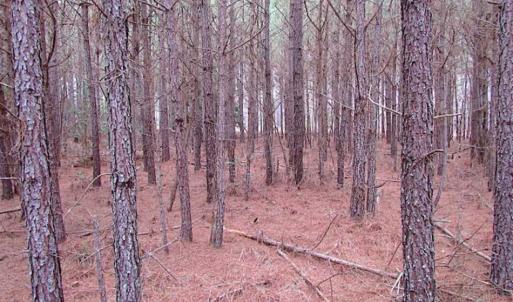 Photo of SOLD!!  20 Acres of Hunting and Timber Land For Sale in Sussex County VA!