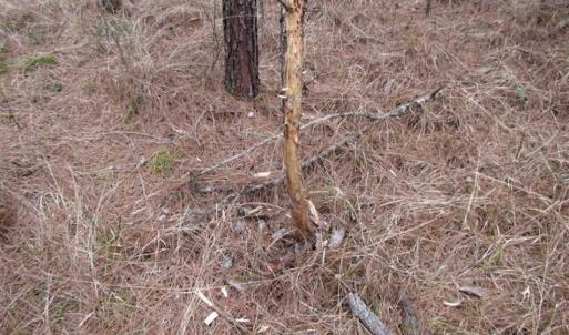 Photo of SOLD!!  20 Acres of Hunting and Timber Land For Sale in Sussex County VA!
