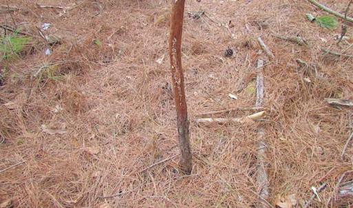 Photo of SOLD!!  20 Acres of Hunting and Timber Land For Sale in Sussex County VA!