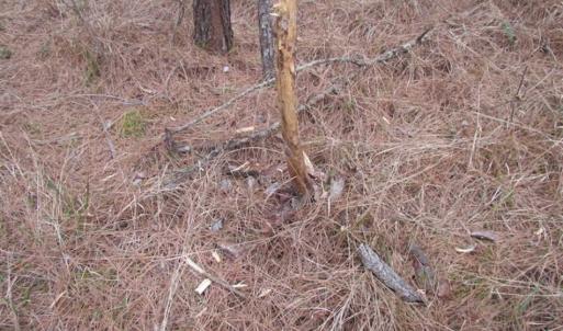 Photo of SOLD!!  20 Acres of Hunting and Timber Land For Sale in Sussex County VA!