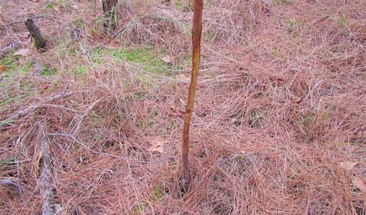 Photo of SOLD!!  20 Acres of Hunting and Timber Land For Sale in Sussex County VA!