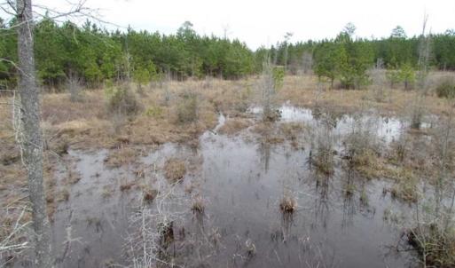 Photo of SOLD!!  20 Acres of Hunting and Timber Land For Sale in Sussex County VA!