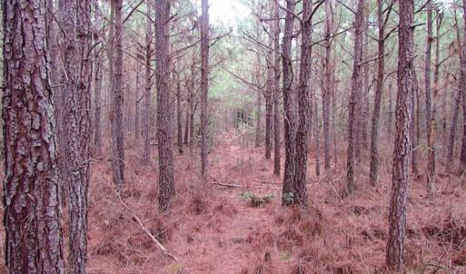Photo of SOLD!!  20 Acres of Hunting and Timber Land For Sale in Sussex County VA!