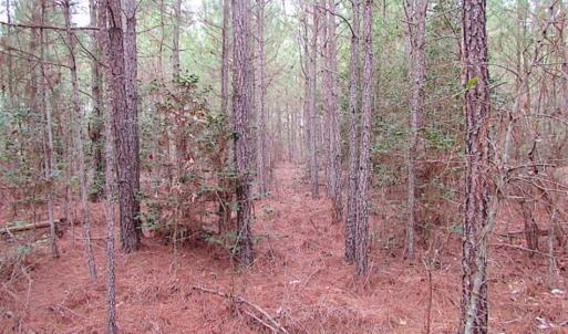 Photo of SOLD!!  20 Acres of Hunting and Timber Land For Sale in Sussex County VA!