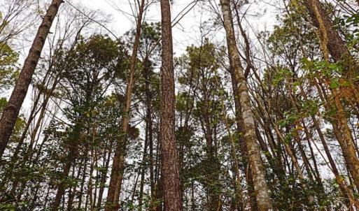 Photo of SOLD!!  12 Acres of Residential and Timber Land for Sale in Wake County NC!
