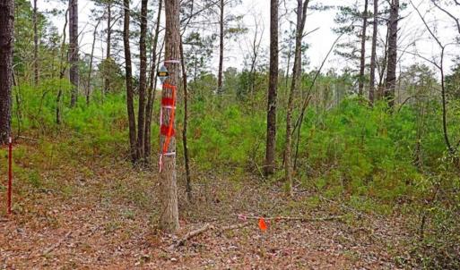 Photo of SOLD!!  12 Acres of Residential and Timber Land for Sale in Wake County NC!