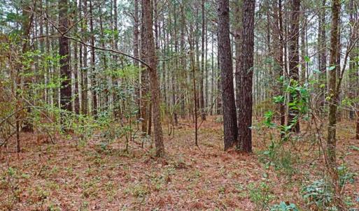 Photo of SOLD!!  12 Acres of Residential and Timber Land for Sale in Wake County NC!