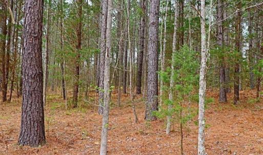 Photo of SOLD!!  12 Acres of Residential and Timber Land for Sale in Wake County NC!