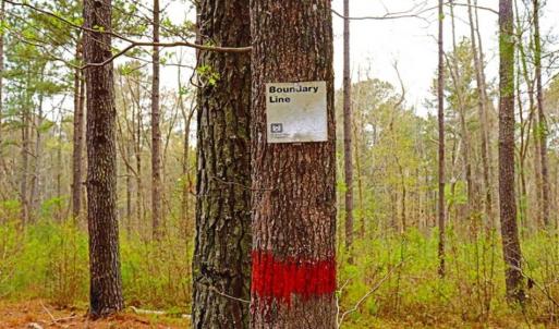 Photo of SOLD!!  12 Acres of Residential and Timber Land for Sale in Wake County NC!