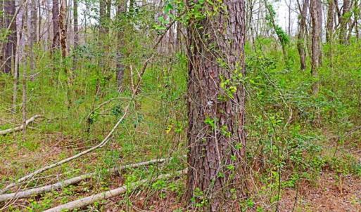 Photo of SOLD!!  12 Acres of Residential and Timber Land for Sale in Wake County NC!