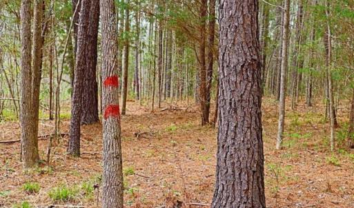 Photo of SOLD!!  12 Acres of Residential and Timber Land for Sale in Wake County NC!