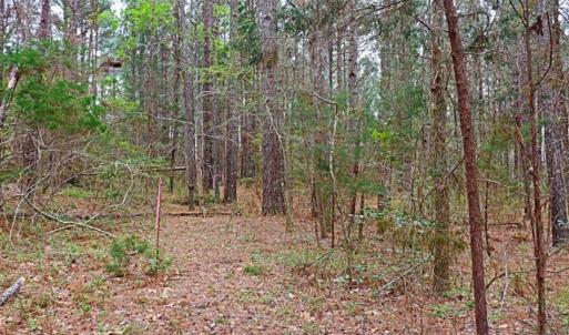 Photo of SOLD!!  12 Acres of Residential and Timber Land for Sale in Wake County NC!