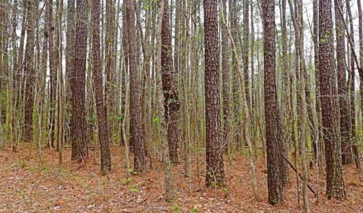 Photo of SOLD!!  12 Acres of Residential and Timber Land for Sale in Wake County NC!