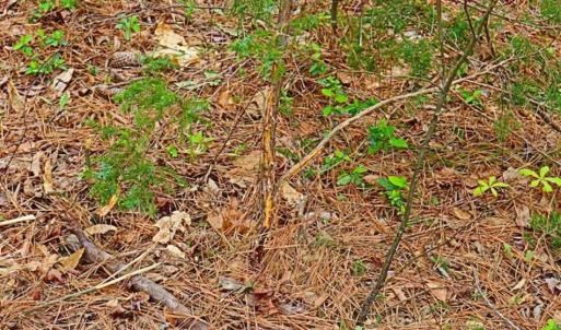 Photo of SOLD!!  12 Acres of Residential and Timber Land for Sale in Wake County NC!