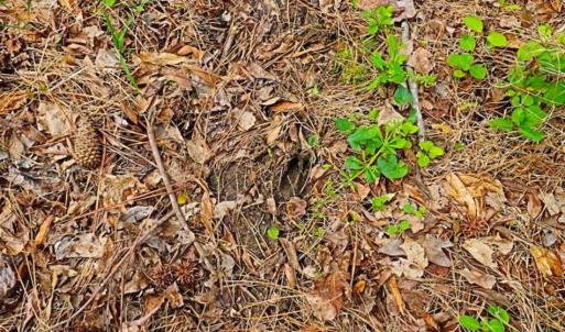 Photo of SOLD!!  12 Acres of Residential and Timber Land for Sale in Wake County NC!