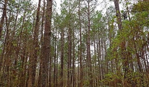 Photo of SOLD!!  12 Acres of Residential and Timber Land for Sale in Wake County NC!